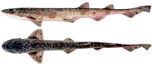 Scyliorhinus canicula_05.jpg